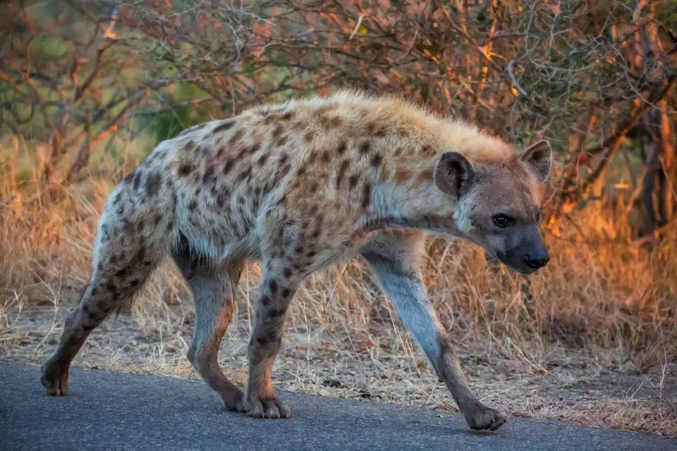 Südafrika_KrugerNP_1306.jpg