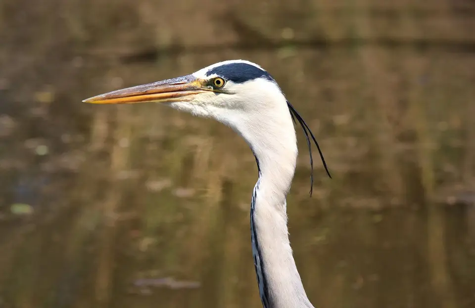 Südafrika_KrugerNP_131.jpg