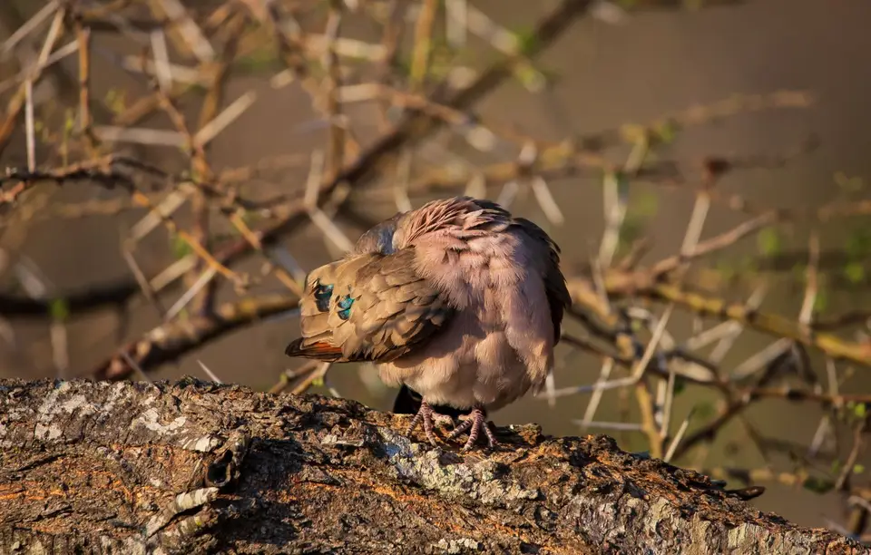 Südafrika_KrugerNP_1315.jpg
