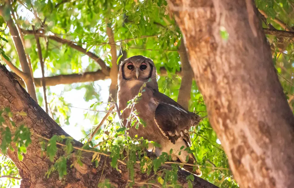 Südafrika_KrugerNP_1317.jpg