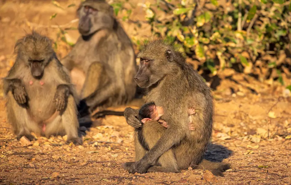 Südafrika_KrugerNP_1321.jpg