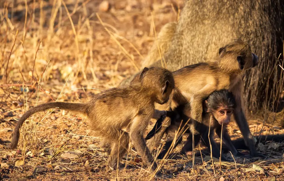 Südafrika_KrugerNP_1325.jpg