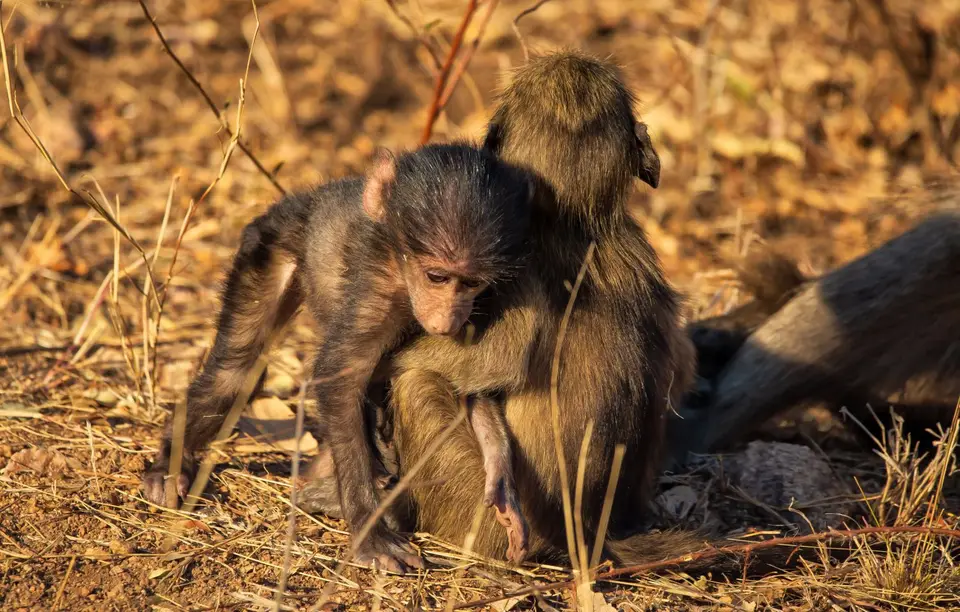 Südafrika_KrugerNP_1329.jpg