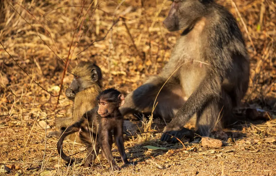 Südafrika_KrugerNP_1330.jpg