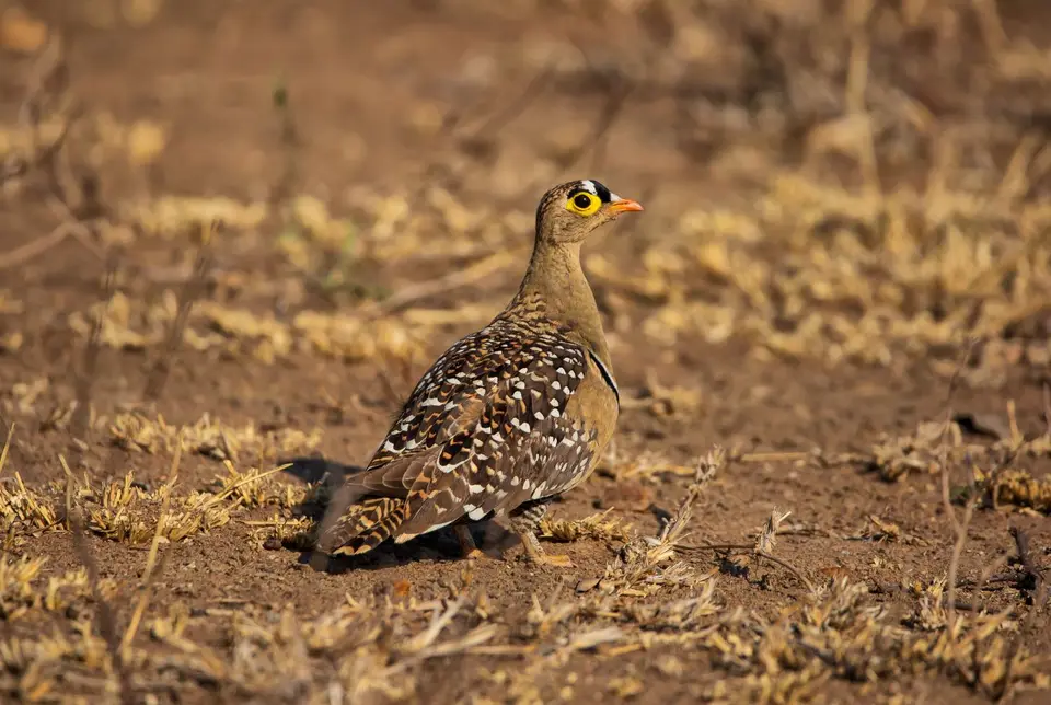 Südafrika_KrugerNP_1338.jpg