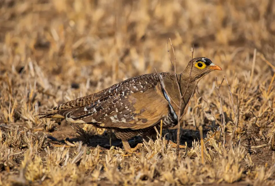 Südafrika_KrugerNP_1339.jpg