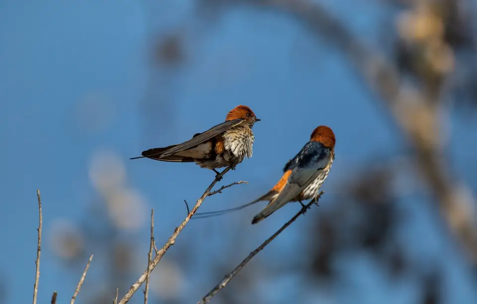 Südafrika_KrugerNP_1341.jpg