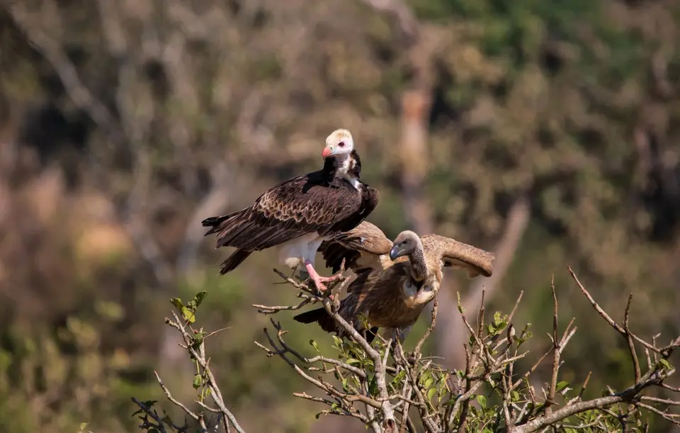 Südafrika_KrugerNP_1346.jpg