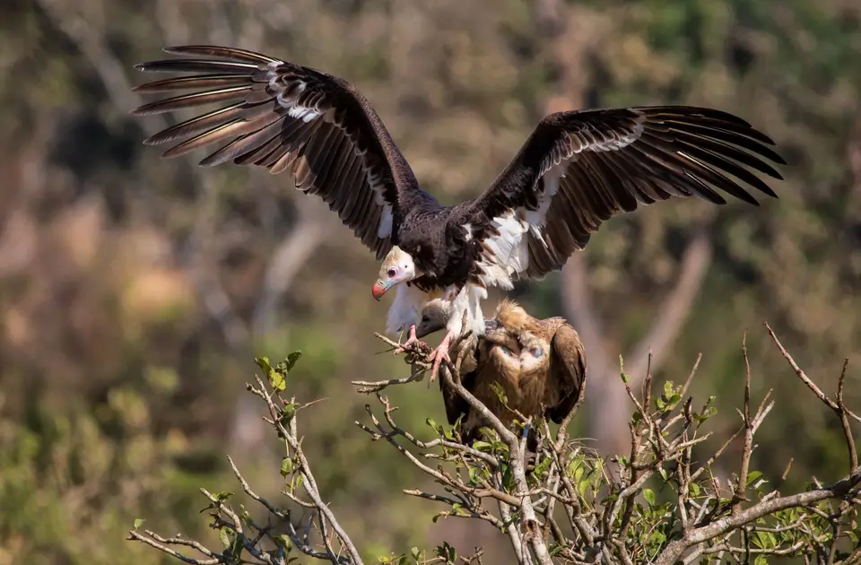 Südafrika_KrugerNP_1348.jpg