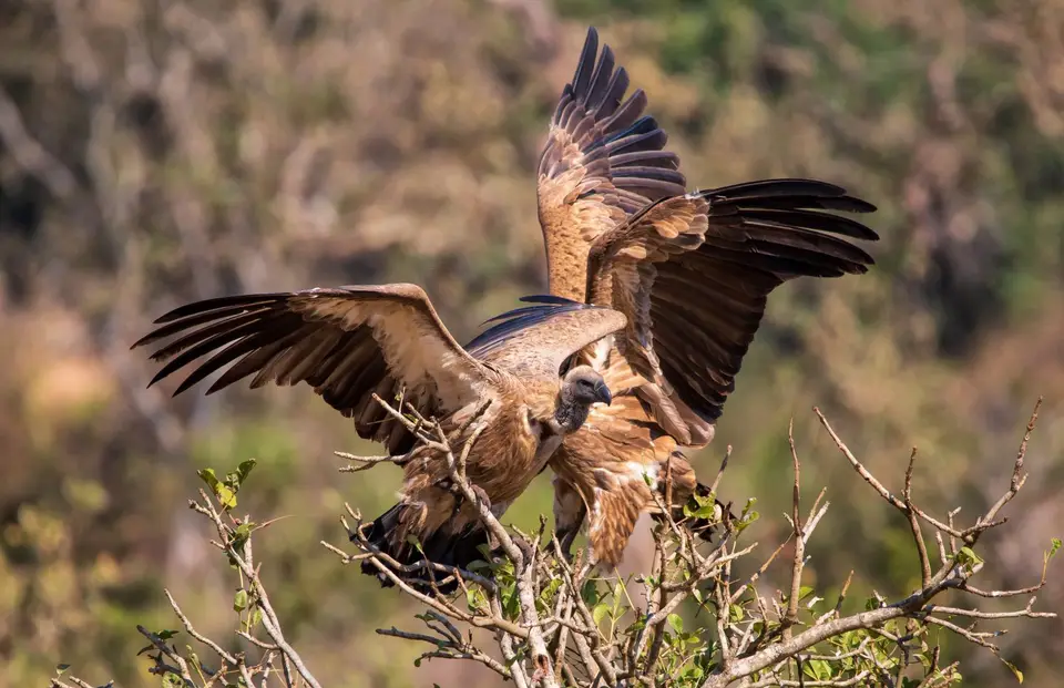 Südafrika_KrugerNP_1349.jpg