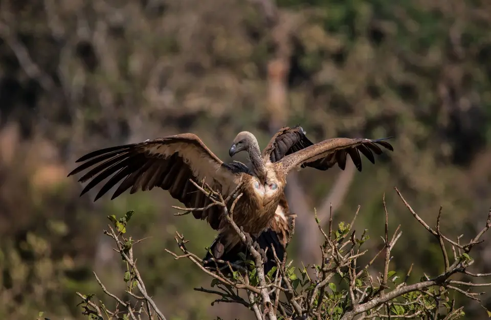 Südafrika_KrugerNP_1350.jpg