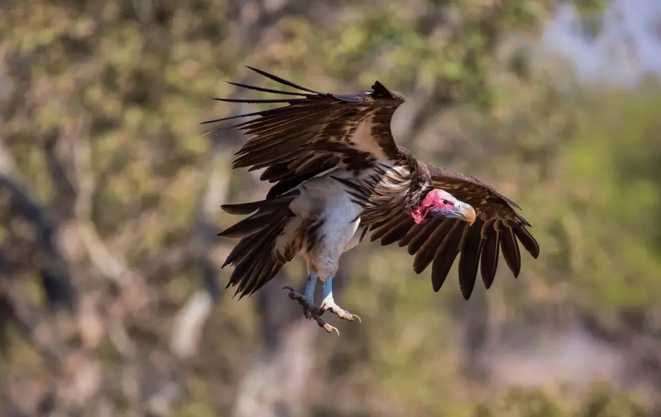 Südafrika_KrugerNP_1360-2.jpg