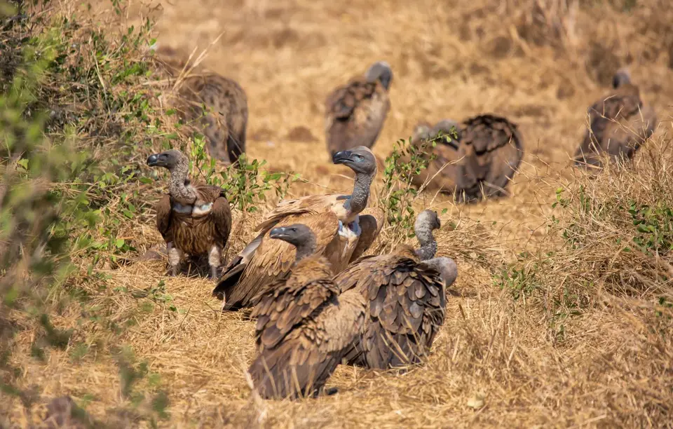 Südafrika_KrugerNP_1363.jpg