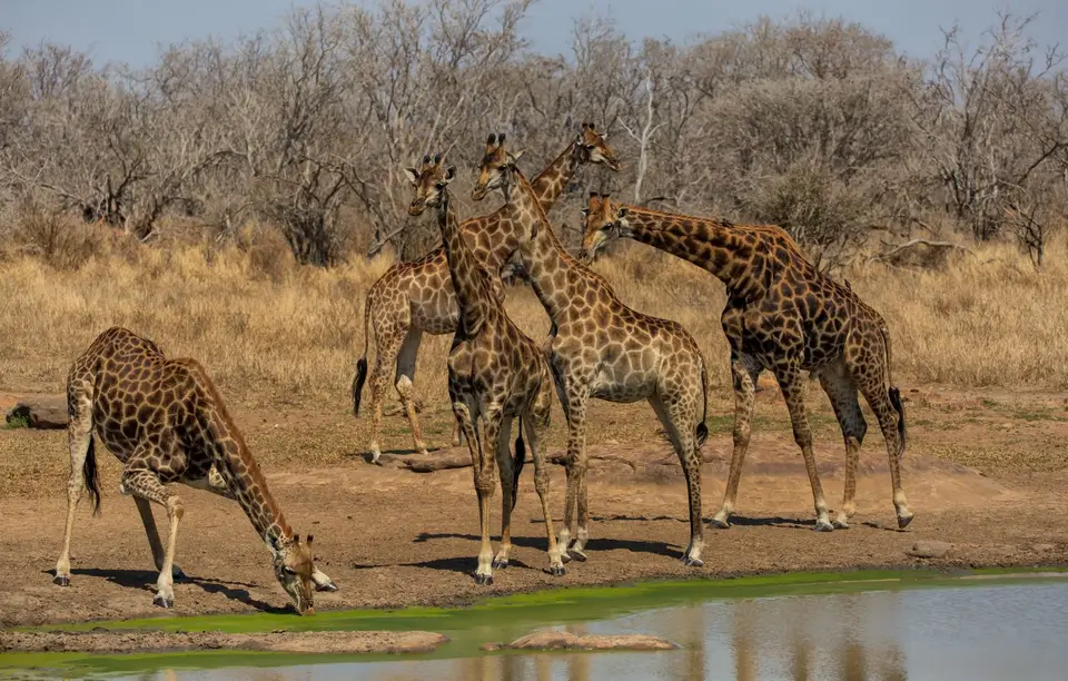 Südafrika_KrugerNP_1367.jpg
