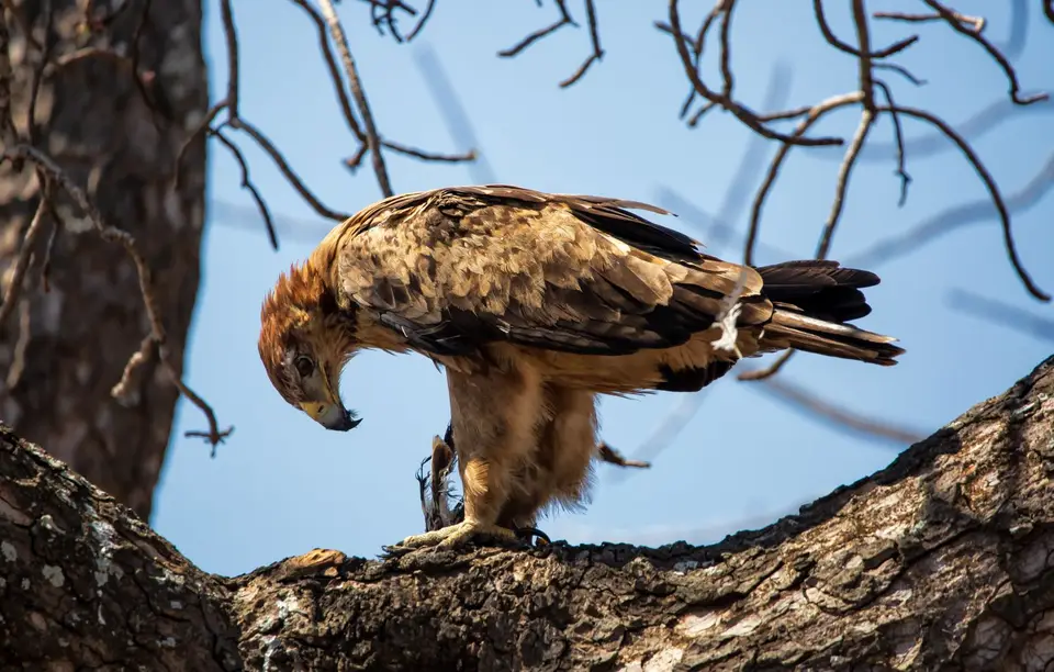 Südafrika_KrugerNP_1369.jpg