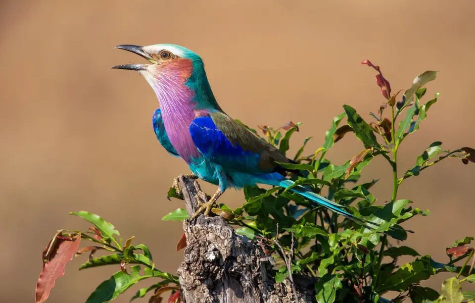 Südafrika_KrugerNP_1377.jpg