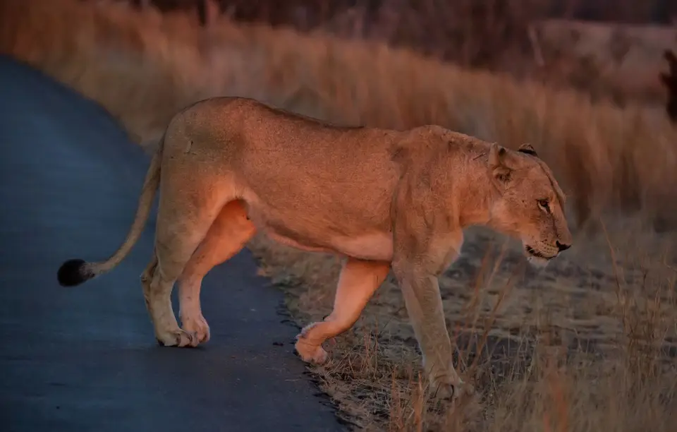 Südafrika_KrugerNP_1391.jpg
