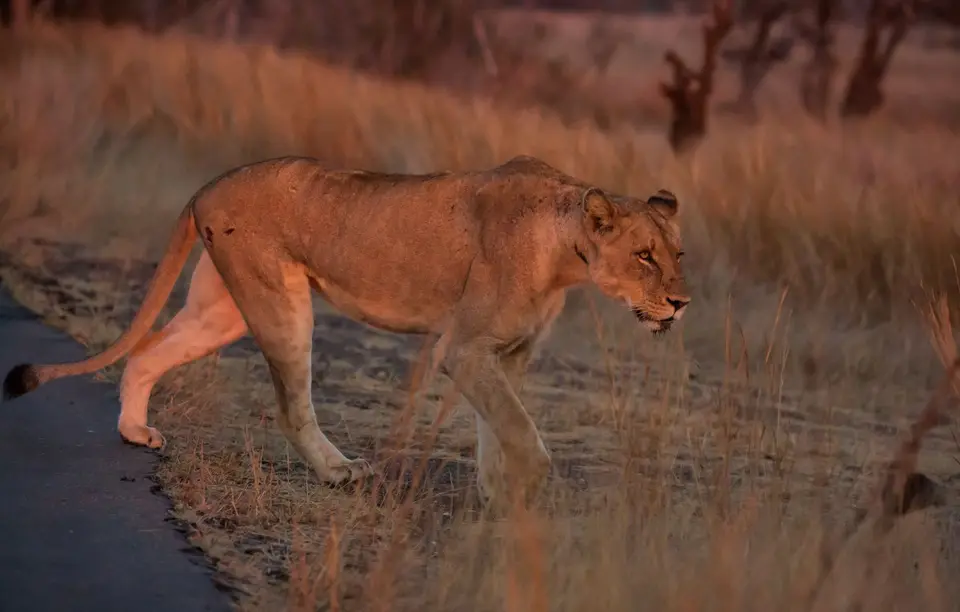 Südafrika_KrugerNP_1392.jpg