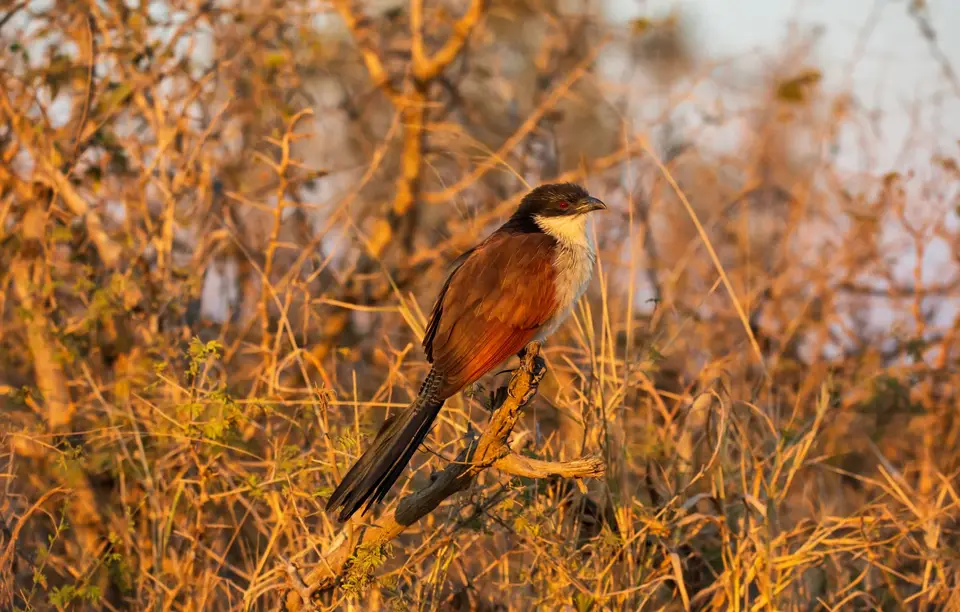 Südafrika_KrugerNP_1396.jpg