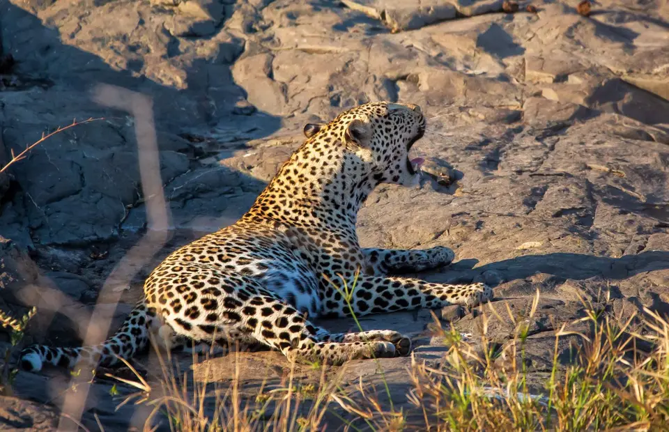 Südafrika_KrugerNP_1404.jpg