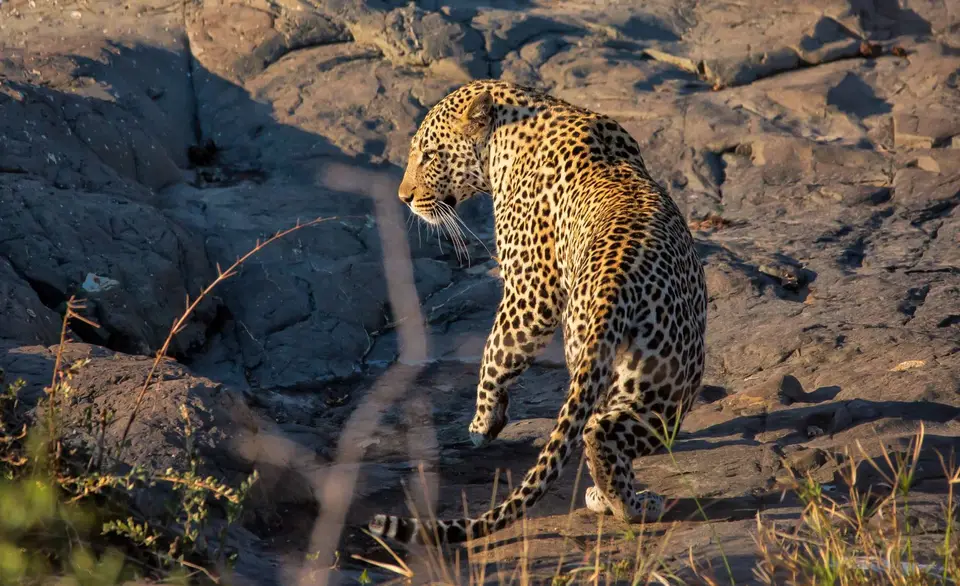 Südafrika_KrugerNP_1405.jpg