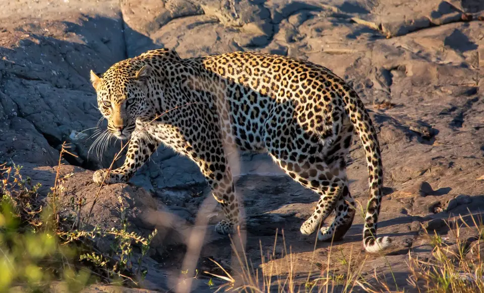 Südafrika_KrugerNP_1406.jpg
