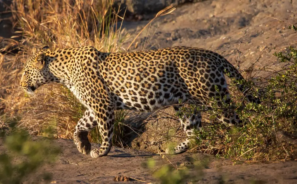 Südafrika_KrugerNP_1407.jpg