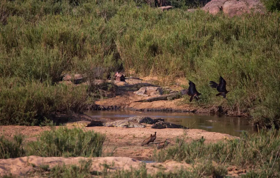 Südafrika_KrugerNP_1434.jpg