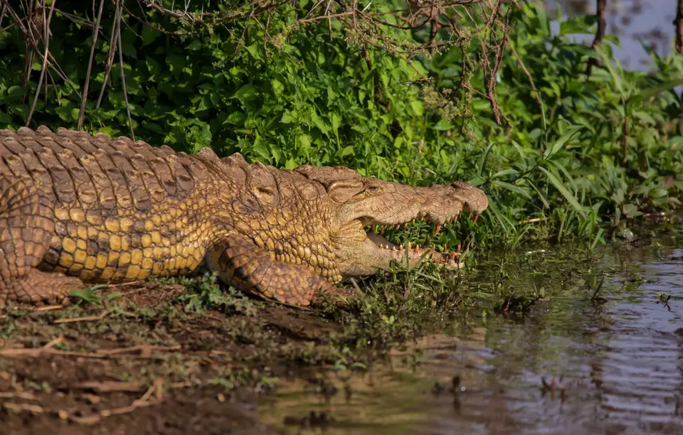 Südafrika_KrugerNP_1438.jpg