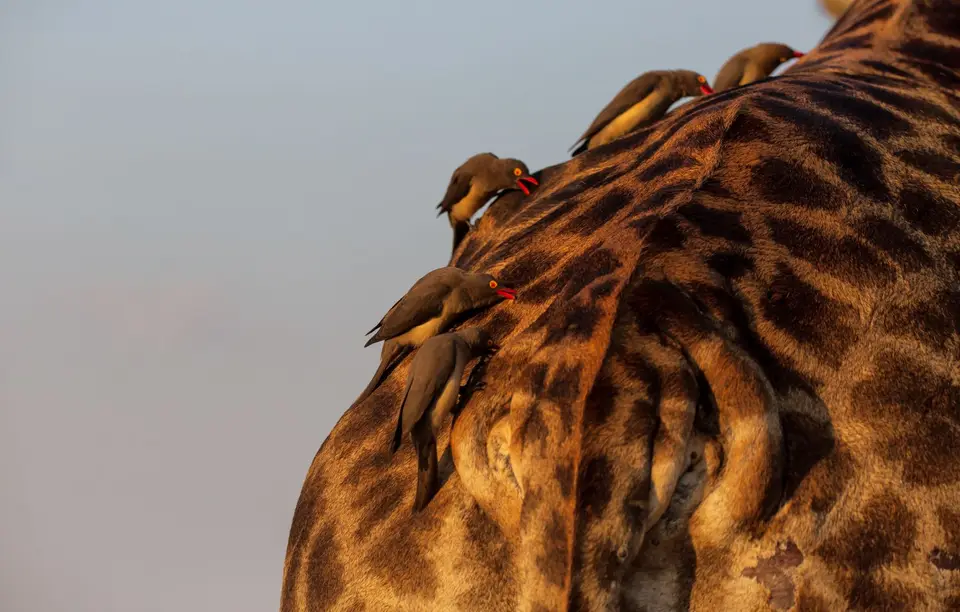 Südafrika_KrugerNP_1441.jpg