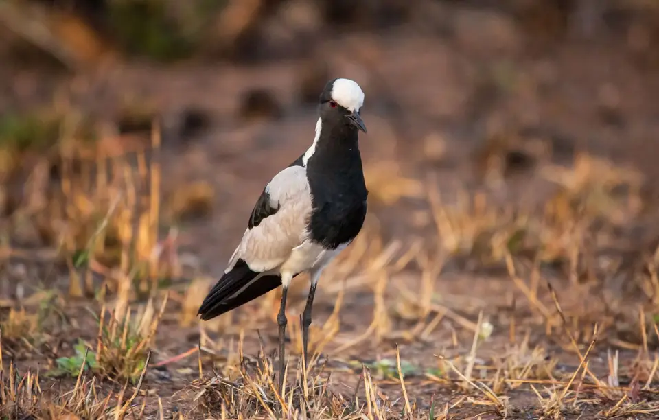 Südafrika_KrugerNP_1452.jpg
