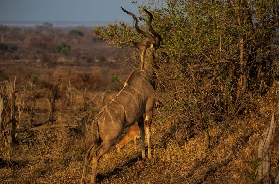 Südafrika_KrugerNP_1455.jpg