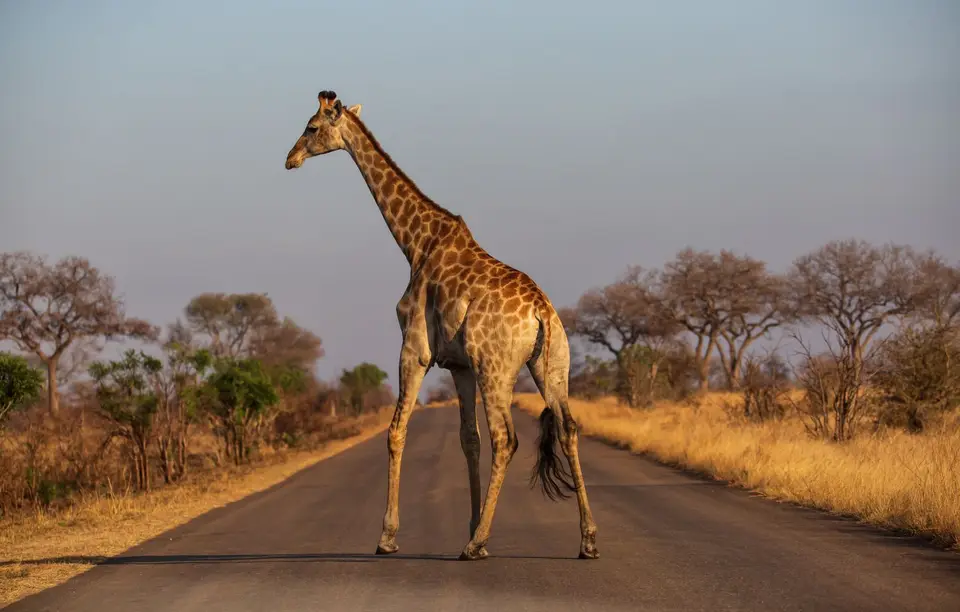 Südafrika_KrugerNP_1460.jpg
