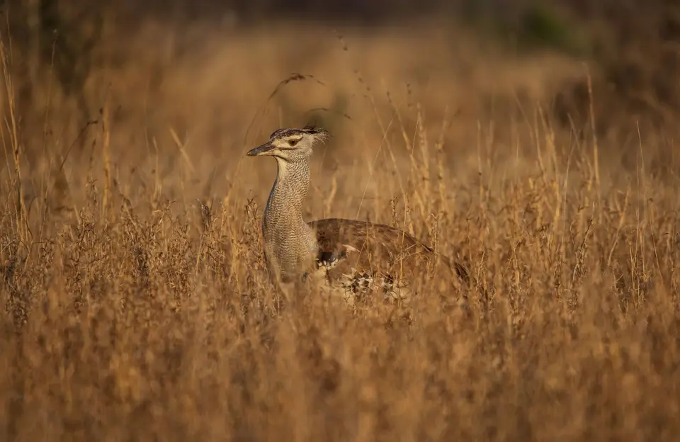 Südafrika_KrugerNP_1464.jpg