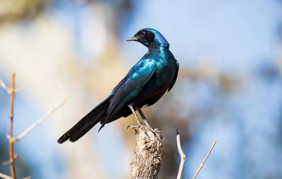 Südafrika_KrugerNP_1477.jpg