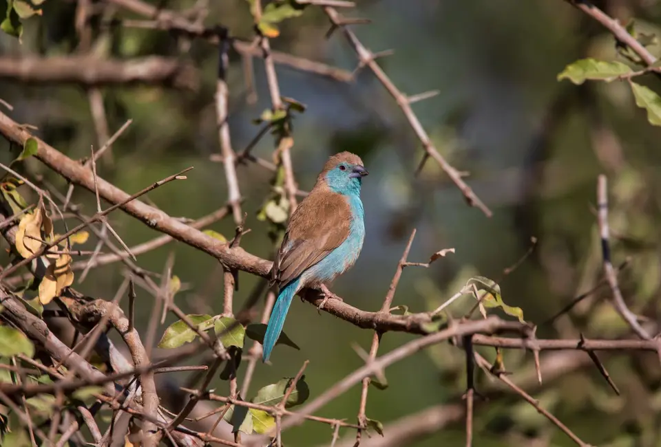 Südafrika_KrugerNP_1478.jpg