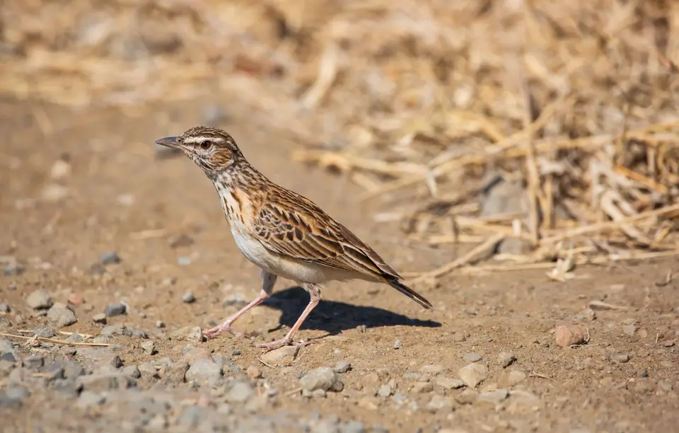 Südafrika_KrugerNP_1481.jpg