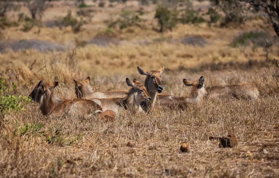Südafrika_KrugerNP_1485.jpg