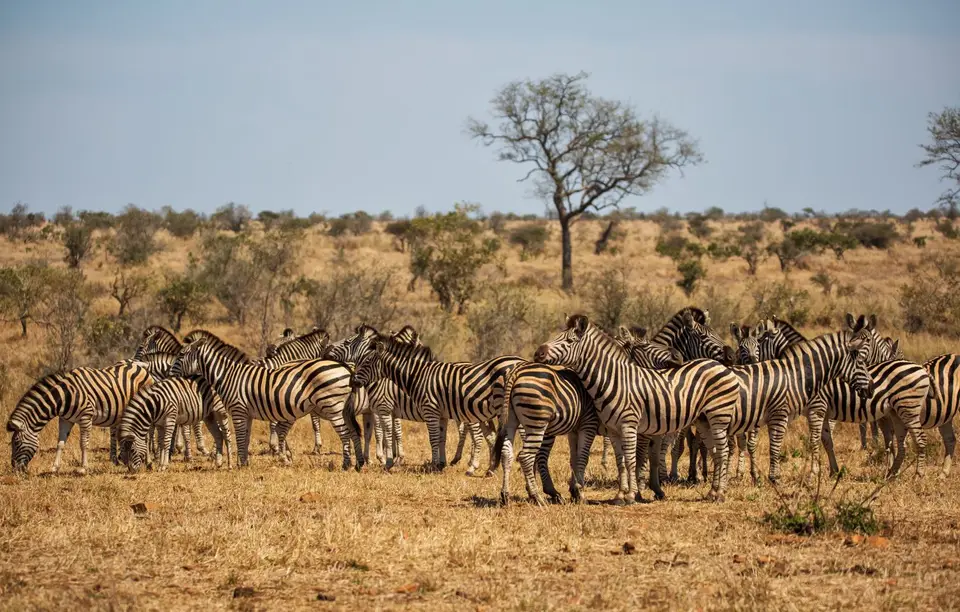 Südafrika_KrugerNP_1487.jpg