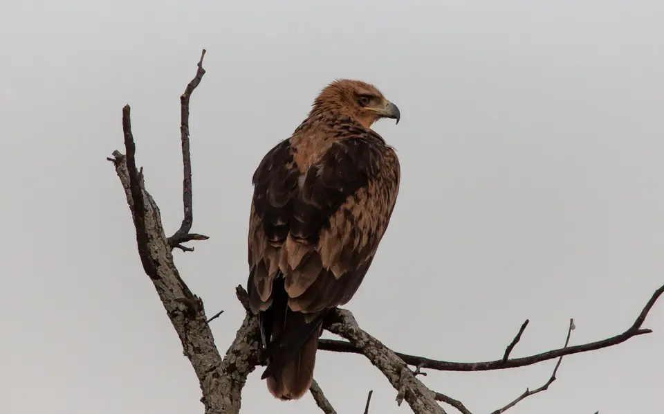 Südafrika_KrugerNP_1508.jpg
