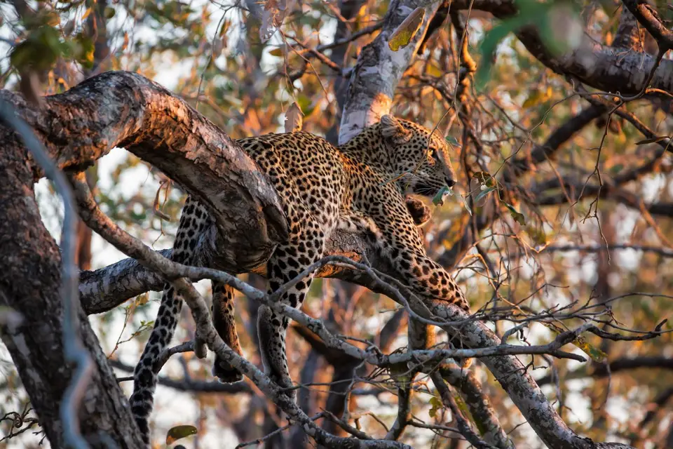 Südafrika_KrugerNP_1516.jpg