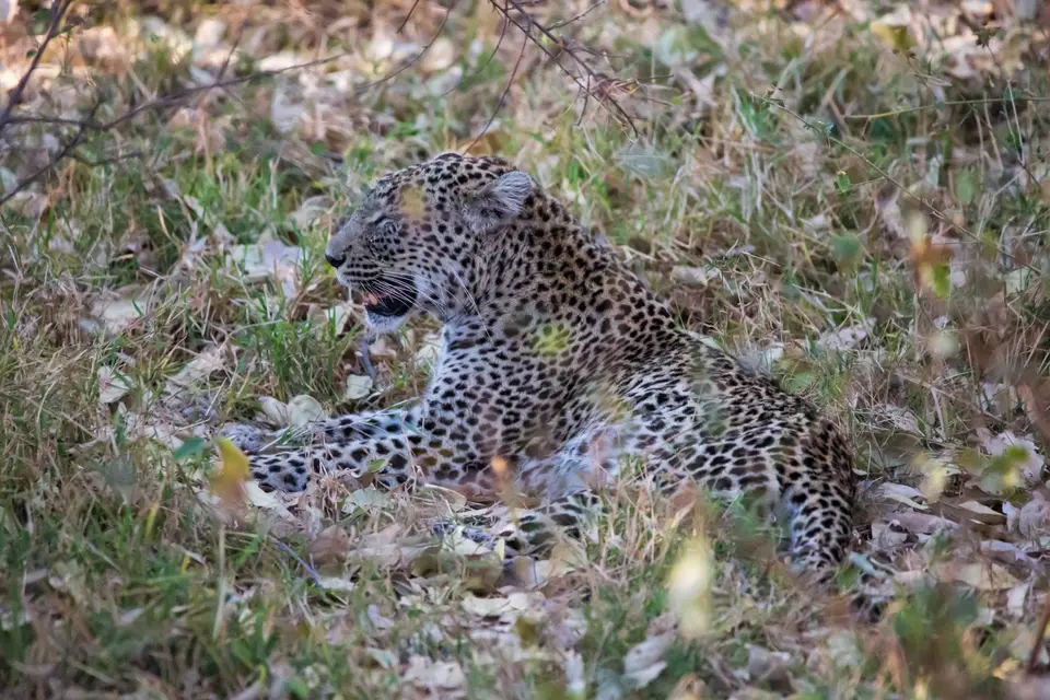 Südafrika_KrugerNP_1520.jpg