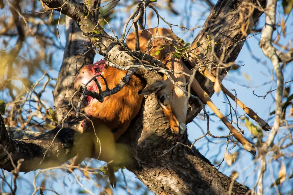 Südafrika_KrugerNP_1521.jpg