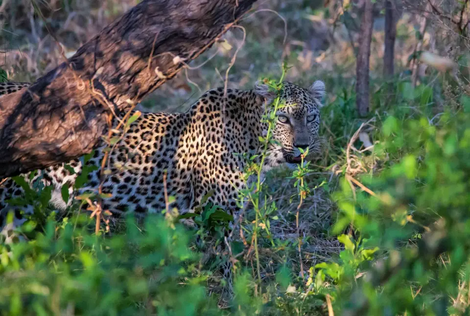 Südafrika_KrugerNP_1523.jpg