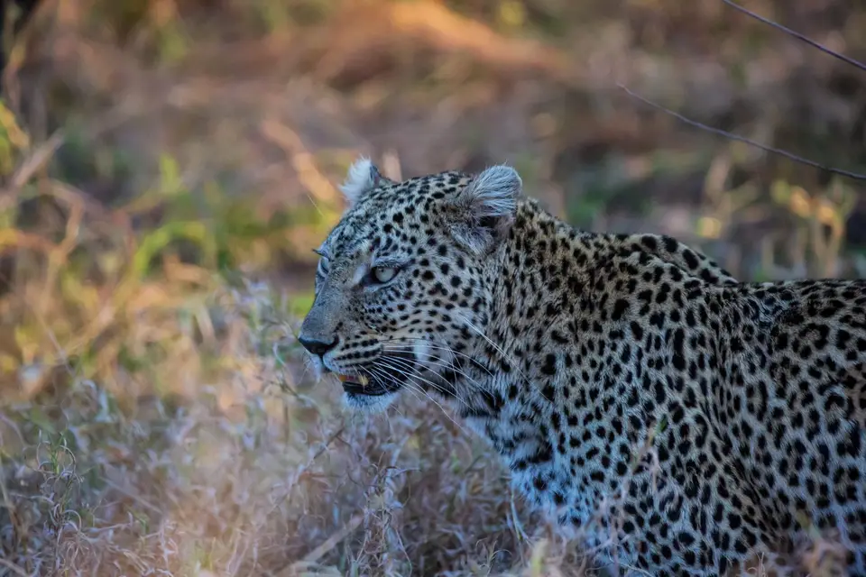 Südafrika_KrugerNP_1525.jpg