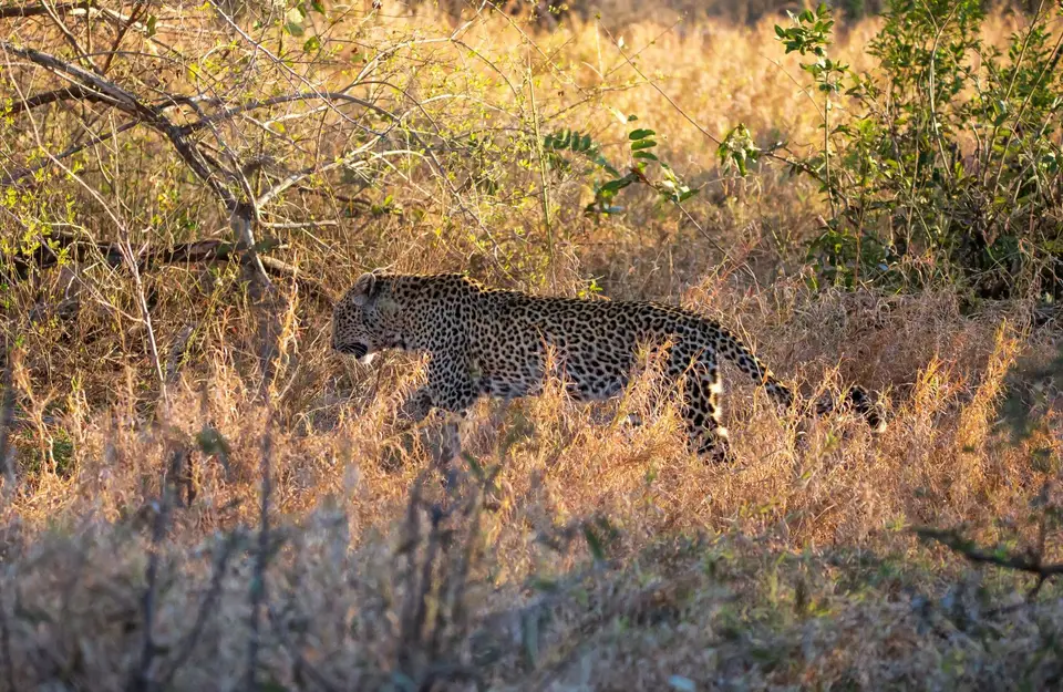 Südafrika_KrugerNP_1528.jpg