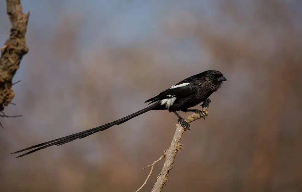 Südafrika_KrugerNP_1537.jpg
