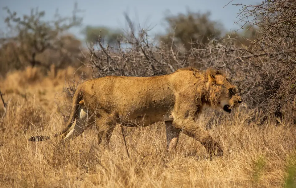 Südafrika_KrugerNP_1549.jpg