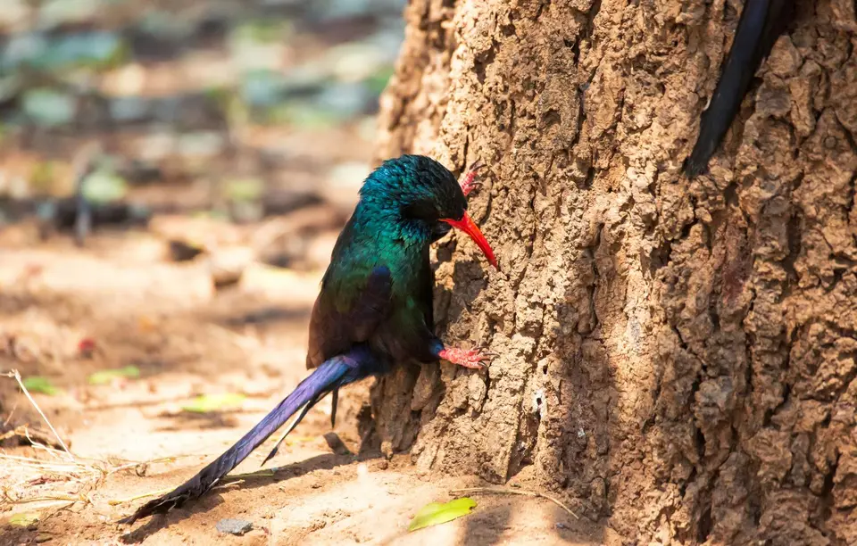 Südafrika_KrugerNP_1566.jpg