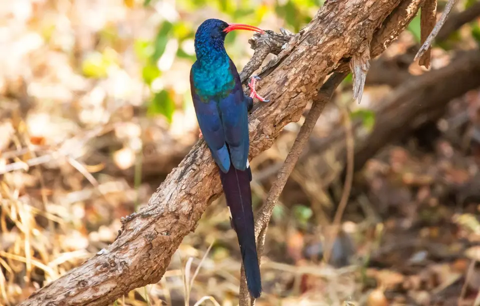 Südafrika_KrugerNP_1618.jpg